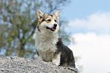 CORGI PEMBROKE 462